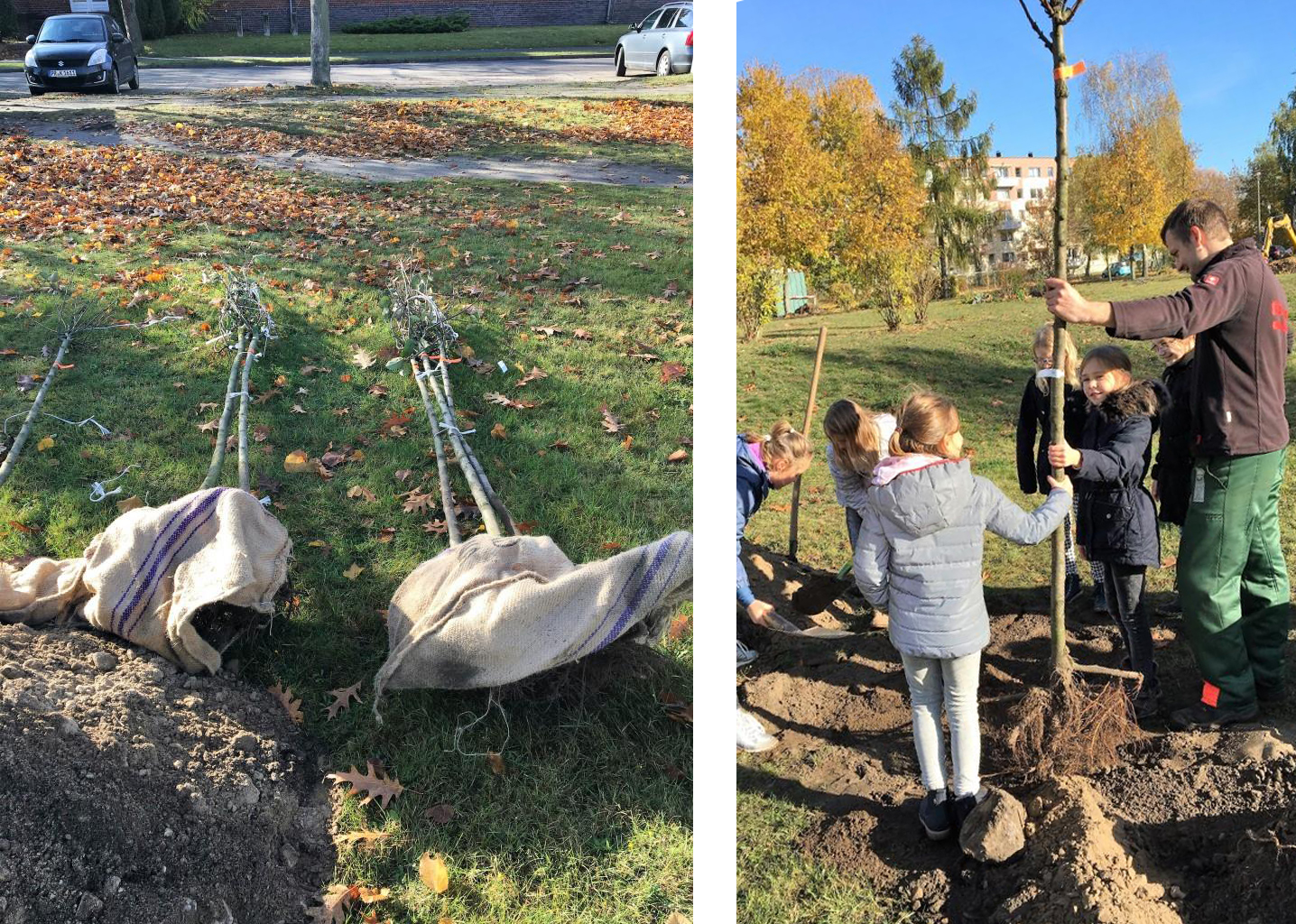 Bäume pflanzen. Montessorischule Wittenberge 03.11.2016